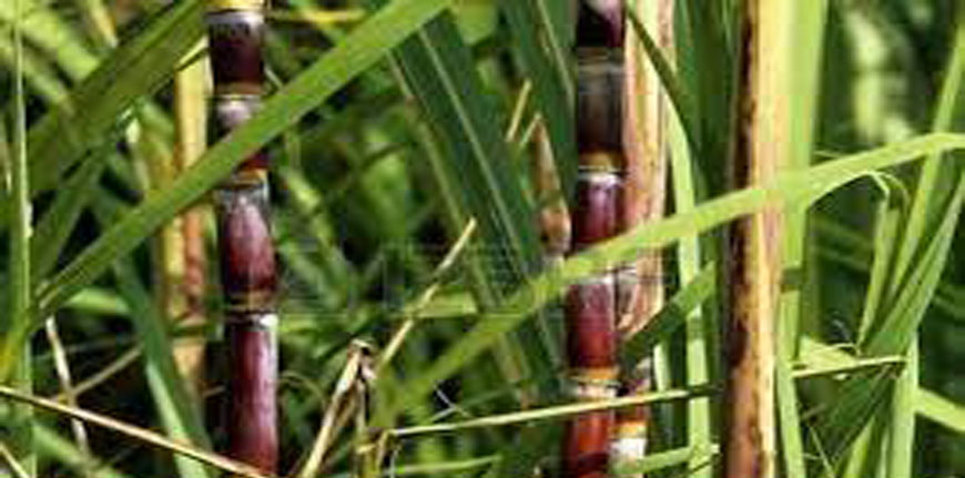 Canne à sucre
