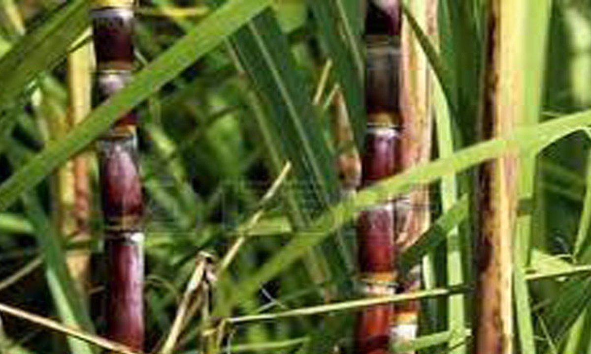 Sciences agronomiques